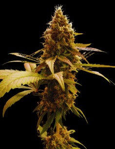 Where's My Bike V2 Regular Strain Seeds (Karma Genetics) 2