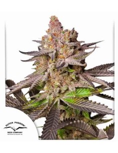Melonade Runtz Strain (Dutch Passion) Feminized Seeds