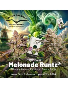 Melonade Runtz Strain (Dutch Passion) Feminized Seeds 2