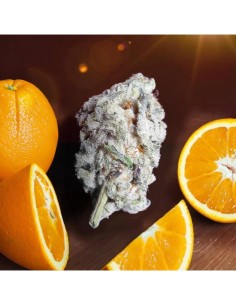 Orange Bud 2.0 Strain (Dutch Passion) Feminized Seeds 2