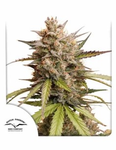 Auto Melonade Runtz Strain (Dutch Passion) Autoflowering