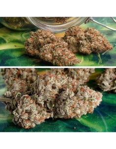 Auto Melonade Runtz Strain (Dutch Passion) Autoflowering 2