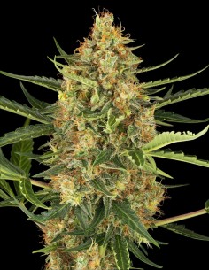 Auto Blueberry Bubblegum (Sensi Seeds Research) Autofloreciente
