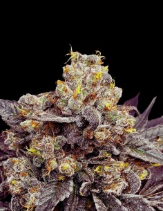 Biscotti Zkittlez Strain (00 Seeds) Flavorful High THC