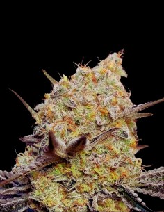 Gelato Mint Strain (00 Seeds) Elite Flavor & Potency Combo