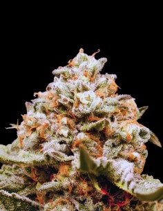 Auto Rainbow Mints (00 Seeds) Autoflower Seeds