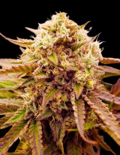Appalachian Kush Strain (World of Seeds) Potent & Aromatic