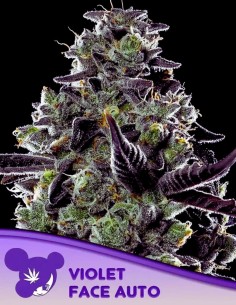 Auto Violet Face (Anesia Seeds) 🍒 Amazing Cherry Flavor!