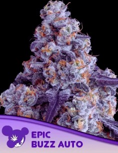 Auto Epic Buzz (Anesia Seeds) 🫐 High Yield & Rich Flavor