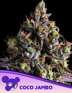 Coco Jambo (Anesia Seeds) 🥥 Tropical Flavor & 34% THC