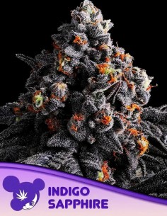 Indigo Sapphire (Anesia Seeds) 🍇 Amazing Flavor Fusion