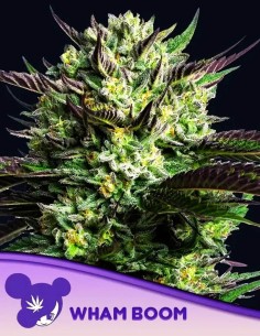 Wham Boom (Anesia Seeds) 🌼 Up to 40% THC!