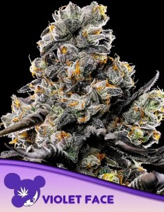 Violet Face (Anesia Seeds) 🍇Delicious Flavor & 35% THC!