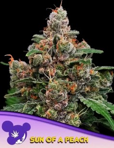 Sun of a Peach (Anesia Seeds) 🍑 38% THC & High Yield!