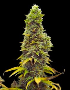 Zlue (GG Strains) 🍭 Powerful and Delicious - In Stock! 2