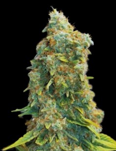 Zlue (GG Strains) 🍭 Powerful and Delicious - In Stock!