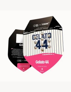 Gelato 44 Feminized 🥊 (Royal Queen Seeds x Mike Tyson) 2