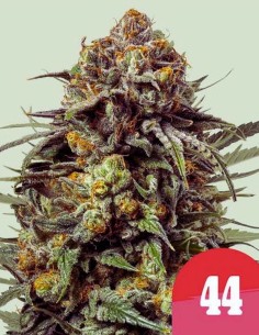 Gelato 44 Feminized 🥊 (Royal Queen Seeds x Mike Tyson)