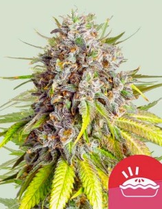 Punch Pie Feminized 🥊 (Royal Queen Seeds x Mike Tyson)