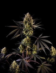 Auto Pound Cake (FastBuds) 🥧 28% THC & Euphoric Highs 2