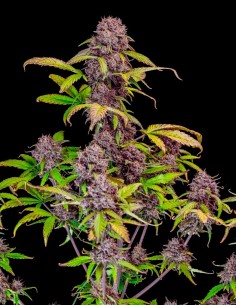 Auto Lemon Cherry Cookies (FastBuds) 🍒  High Yield & Flavor 2