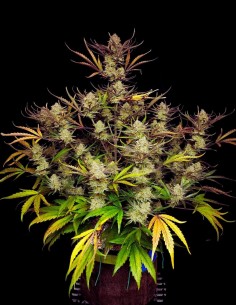 Auto Apple Strudel (FastBuds) 🥧Delicious Flavor 2