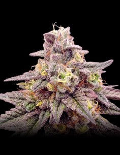 Animal Zookies (Advanced Seeds) Euphoric and Tasty!