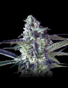 Critical Lemon Fast Version (Advanced Seeds) Lemon & Grapes