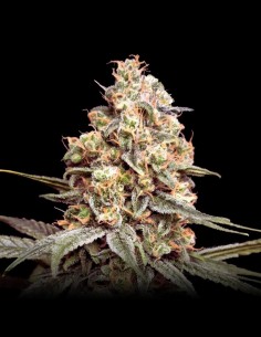 Auto Apple Fritter (Advanced Seeds) Top Yields & Flavor