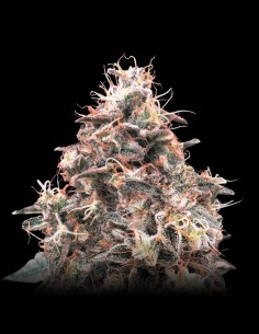 Auto Forbidden Fruit Cake (Advanced Seeds) Quick & Tasty!