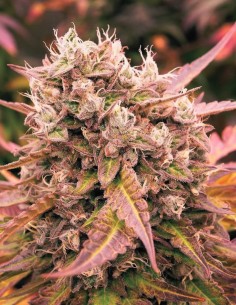 Auto Dark Lemonade (Delicious Seeds) Potent, Purple, Perfect