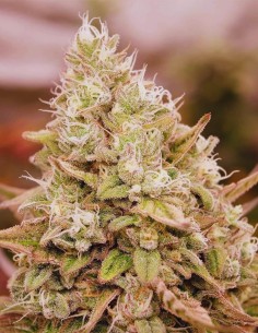 Bay Burger Early Version (Delicious Seeds) Fast & Resilient