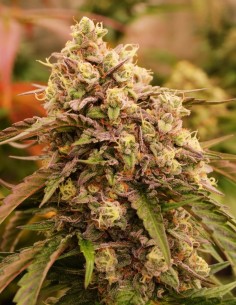 Sunday Punch (Delicious Seeds) High Yield & Top Flavor