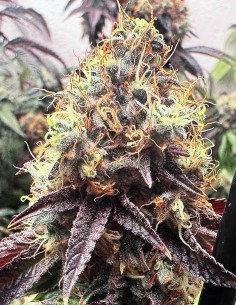 Bilbo Pound Cake (Genehtik Seeds) Flavorful Indica Strain