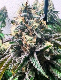 Strawbilbo Banana Auto (Genehtik) Flavorful & Potent