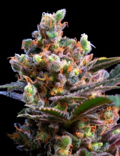 Kritikal Bilbo(Genehtik Seeds) Rapid Growth & High Yield