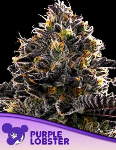 Purple Lobster (Anesia Seeds) 🫐 Flavorful & Yielding