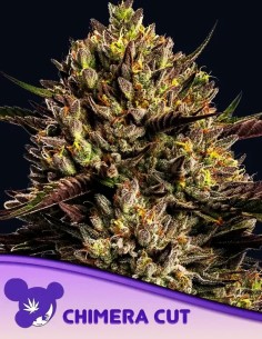 Chimera Cut (Anesia Seeds) 🍷 Unmatched Aroma & 38.5% THC