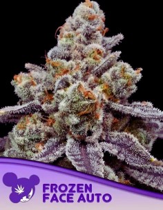 Auto Frozen Face (Anesia Seeds) 🪻 Swift Sativa, 30% THC