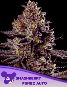 Auto Smashberry Fumez (Anesia Seeds) 🍋 Quick Harvest!