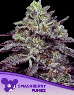 Smashberry Fumez (Anesia Seeds) ⛽ 35% THC Flavor Explosion