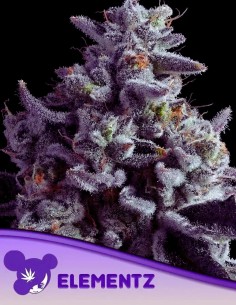 Elementz (Anesia Seeds) 🍇  Top THC Content & Yields