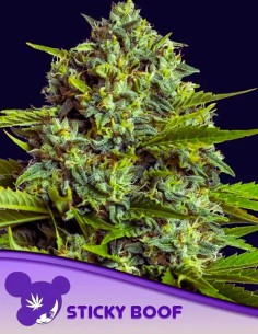 Sticky Boof (Anesia Seeds) 🫐 Berry Flavor & High THC