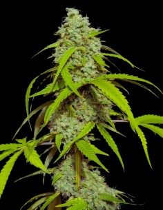 Auto Orange Kush (Eva Seeds) 🍊 Fast Growth, Rich Flavor