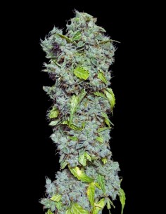 Auto Magic Tree (Eva Seeds) 🪄 Creativity in Every Bud