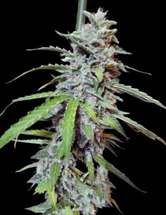 Auto Super Watermelon (Eva Seeds) 🍉 Rapid & Rich Yields