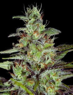 Monster CBD (Eva Seeds) 🍊 Rich Flavor & Therapeutic