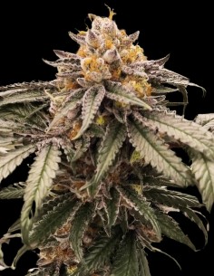 Lemon Acai (Black Farm Genetix) 🍋 6% di Sconto Ora!