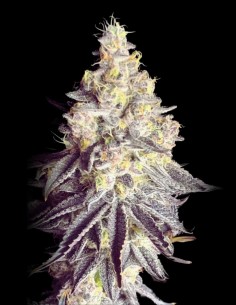 Zerbert Smoothie (The Plug Seedbank) 🍬 Flavor & Yield