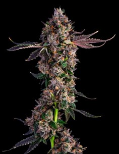 Candy Packz (Compound Genetics) Top Yields & Rich Flavors